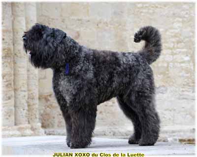 JULIAN XOXO du clos de la luette SITE WEB ELEVAGE DU CLOS DE LA LUETTE SPECIALISE POUR LE BOUVIER DES FLANDRES COPYRIGHT DEPOSE